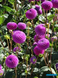 Dahlia_Franz Kafka_pomponowa