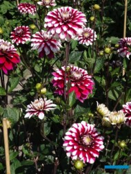 Dahlia_Karma 'Yin Yang' (gr. dekoracyjne