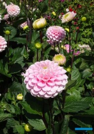 Dahlia_Wizzard-of Oz_kulista_