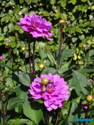 Dahlia_KarmaLagoon_dekoracyjna_