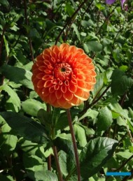 Dahlia_Sylvia_kulista