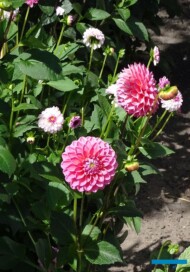 Dahlia_Dikara Superb_kulista