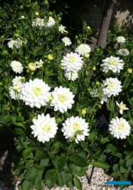 Dahlia_Karma Serena_dekoracyjna