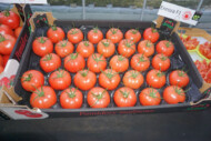 Owoce pomidora Enroza na wytłoczkach - taki produkt wkrótce będzie można nabyć w sklepach sieci Auchan