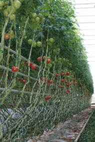 Pomidory malinowe Enroza w szklarni Joanny i Sebastiana Janasów