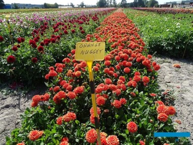 Holland Dahlia Event-2019_De Meulder_plantacja reprodukcyjna_dalie