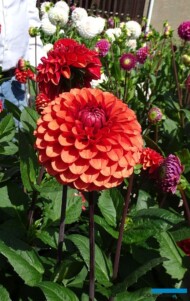 Dalia 'Brown Sugar'- odmiana z grupy kulistych