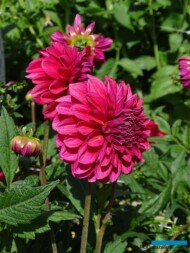 Dahlia 'Perch Hill' (dekoracyjne średniokwiatowe