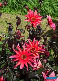 Dahlia_Waltzing Mathilda