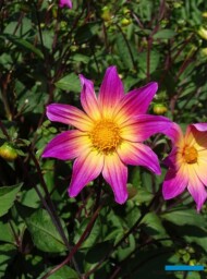 Dahlia 'Bright Eyes' - odmiana z grupy pojedynczych