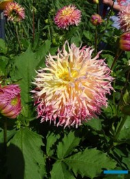 Holland Dahlia Event 2019 -Dahlia Hapet Perfect