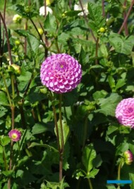 Dalia 'Zippity Do Da'- odmiana z grupy pomponowych