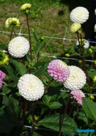 Dahlia__Small World_pomponowa_