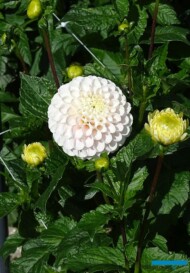 Dahlia_White Wizard_kulista