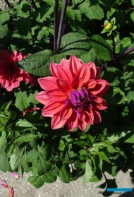 Dalia 'American Dawn' z grupy dekoracyjnych średniokwiatowych