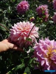 Dahlia_Strawberry Ice_dekoracyjny
