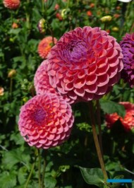 Dahlia__Jowey Winnie_kulista