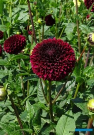 Dahlia_Jowey Mirella