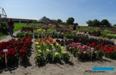 Holland Dahlia Event-2019_CNB_