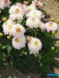 Dahlia_'Gallery Monet' - odmiana karłowa o kwiatostanach dekoracyjnych