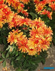 Dahlia_Gallery Cobra_