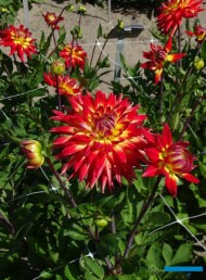 Dalia Karma 'Bon Bini' - odmiana z grupy kaktusowych i półkaktusowych (z pokazów firmy CNB_Holland Dahlia Event 2019