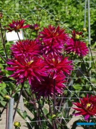 Dahlia_Karma Purple Corona