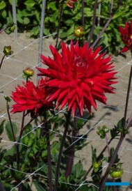Dahlia Karma 'Red Corona'