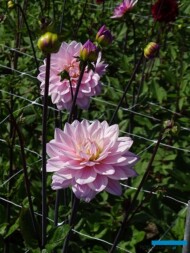 Dahlia _Karma Prospero_dekoracyjna_