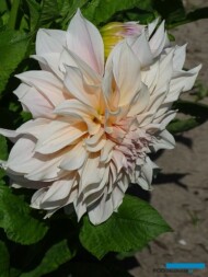 Dalia ‘Café-au-Lait’ - odmiana z grupy dekoracyjnych olbrzymiokwiatowych.