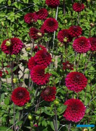 Dahlia__Maroon Fox_CNB_kuliste_