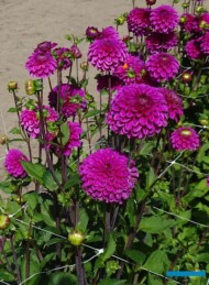 Dahlia_Purple Fox_CNB_kuliste