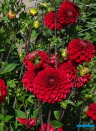 Dalia 'Red Fox' - z grupy kulistych