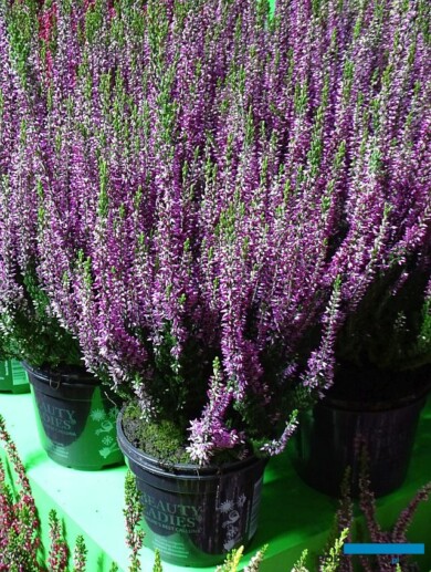 Calluna - Odmiana 'Linda' - jedna z nowości z grupy Beauty Ladies