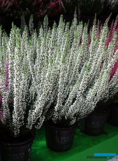 Calluna_Venus_Beauty-Ladies_