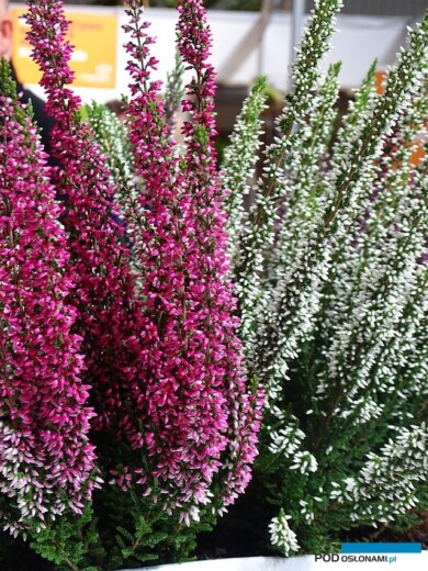 Calluna_Sabella-Venus_Beauty-Ladies