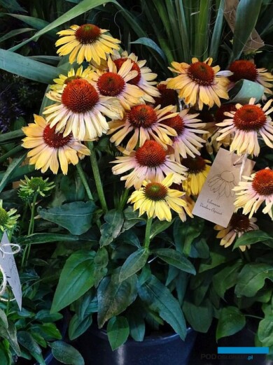 Echinacea 'Rainbow Apricot' ze szkółki Dąbrowscy