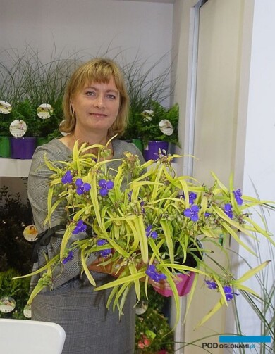 Barbara Ciempiel ze szkółki Radzis prezentuje trzykrotkę (Tradescantia) ‘Sweet Kate’