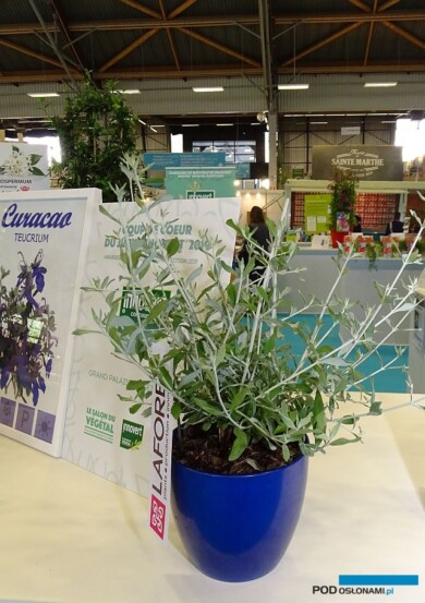 Teucrium fruticans Curaçao_Salon du Vegetal 2019_Innovert