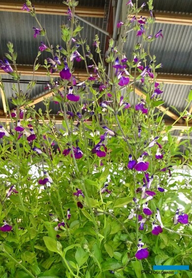 Salvia ×jamensis AMETHYST LIPS_Innovert®_Salon du Vegetal 2019