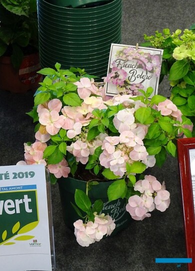 Hydrangea ‘French Bolero’_Innovert®_Salon du Vegetal 2019