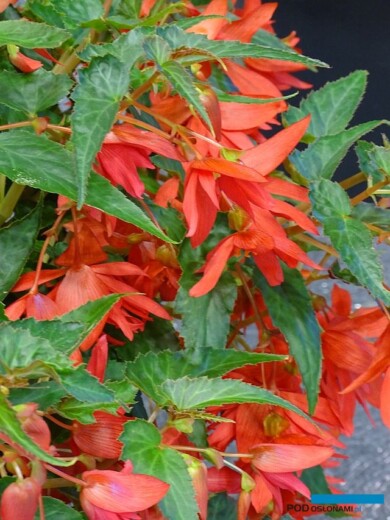 Begonia Funky 'Orange'_Innovert®_Salon du Vegetal 2019