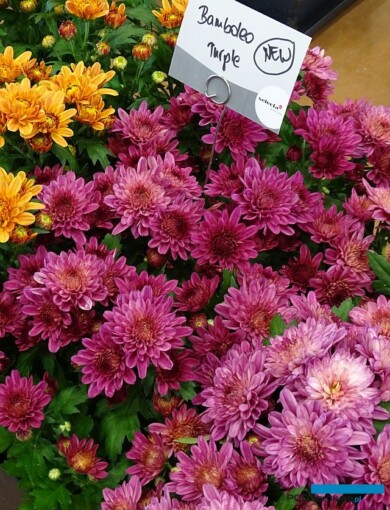 Chryzantema_Bamboleo Purple_Selecta France_Salon du Vegetal 2019