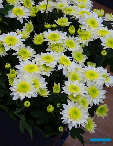 Chryzantema_ChaChaBlanc_Selecta France_Salon du Vegetal 2019