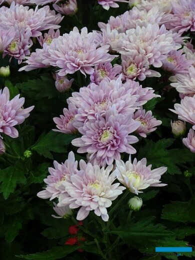 Chryzantema_MacarenaRose_Selecta France_Salon du Vegetal 2019