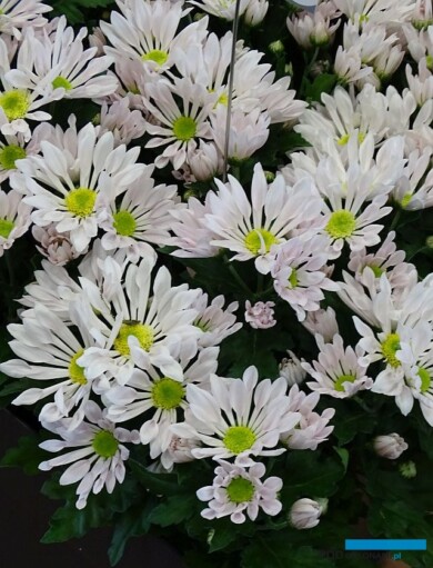 Chryzantema_SirtakiBlanc_Selecta France_Salon du Vegetal 2019