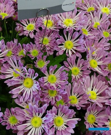 Chryzantema_Houla Hop_Selecta France_Salon du Vegetal 2019