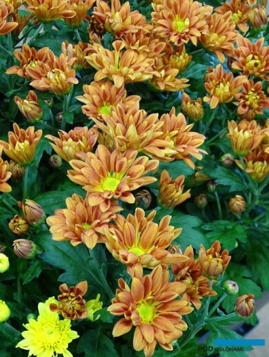 Chryzantema_CancanOrange_Selecta France_Salon du Vegetal 2019