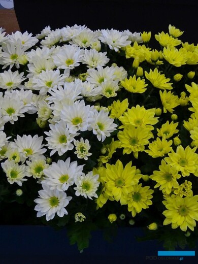 Chryzantema_Ska Blanc i Ska Jaune_Selecta France_Salon du Vegetal 2019