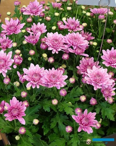 Chryzantema_Jive_Selecta France_Salon du Vegetal 2019